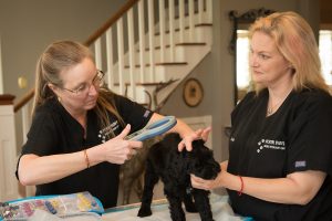 Microchipping